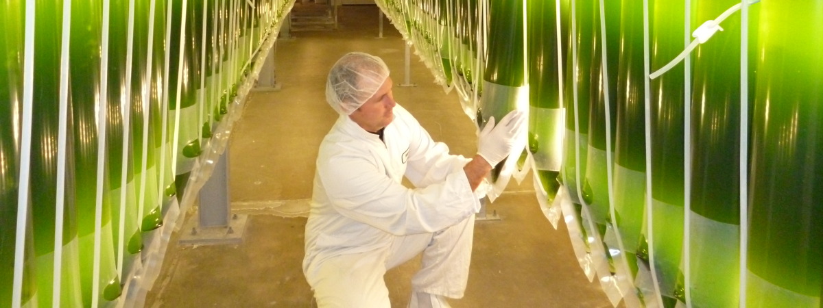 Growth of Haematococcus pluvialis in 40L hanging bags (courtesy of Tony Dowd, Supreme Biotechnologies Ltd)