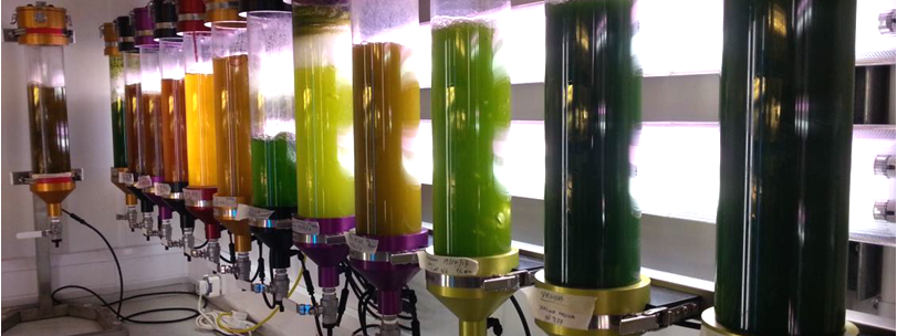 Cultivation of different algal species in bubble columns at Plymouth Marine Laboratory (courtesy of Mike Allen, PML)